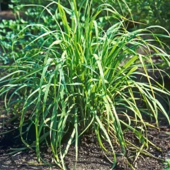 Citronnelle De Madagascar Bouture Bio. Le pot de 4,6 litres