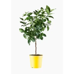Citronnier 4 Saisons. Le pot de 5 litres