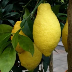 Citronnier 4 Saisons. Le pot de 35 litres