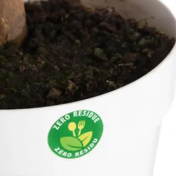 Citronnier carrubaro - en pot de 5 L