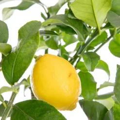 Citronnier carrubaro - en pot de 5 L