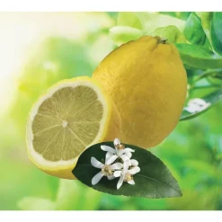 Citronnier D'Anjou Bio. Le pot de 6 litres