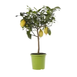 Citronnier. Le pot de 5 litres