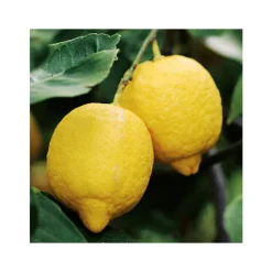 Citronnier. Le pot de 5 litres