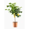 Citronnier. Le pot de 7 litres