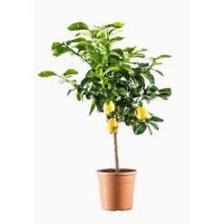 Citronnier. Le pot de 7 litres