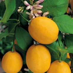 Citronnier Meyer Bio. Le pot de 3 litres