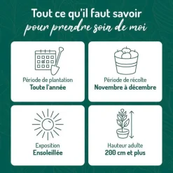 Citronnier Orangine® Bio. Le pot de 3 litres