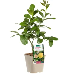 Citronnier Rose Bio. Le pot de 3 litres