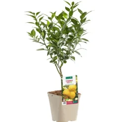Citronnier Yuzu Bio. Le pot de 3 litres