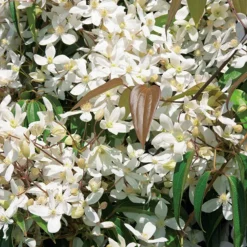 CLEMATITE ARMANDII. Le pot de 3 litres