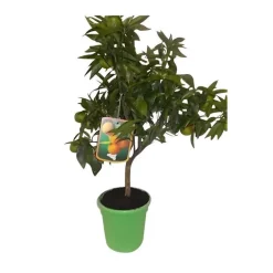 Clementinier. Le pot de 5 litres