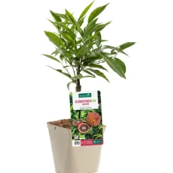 Clementinier Sanguine Bio. Le pot de 3 litres