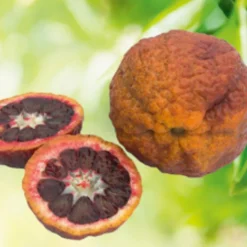 Clementinier Sanguine Bio. Le pot de 3 litres