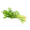 Céleri vert branche bio de France - Prix au kg