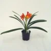 Clivia Miniata Hauteur 40/60 cm - Pot Ø 13 cm