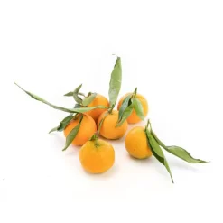 Clémentines bio de Corse - Prix au kg