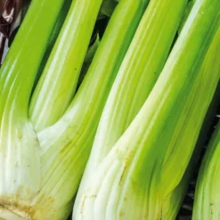 Céléri Branche Vert Tango Bio. La barquette de 3 plants