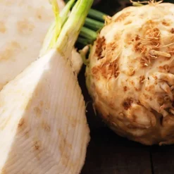 Céléri Rave Prinz Bio. La barquette de 3 plants