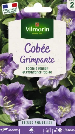 Cobée grimpante Vilmorin - graines à semer