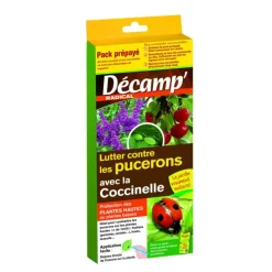 Coccinelles Adalia Bipunctata carnet