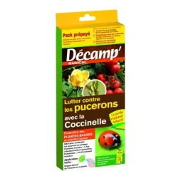 Coccinnelles Septempunctata Décamp’ - La boite