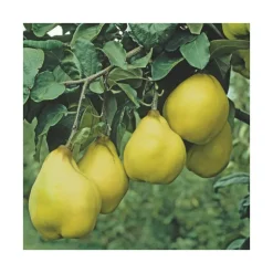 Cognassier Champion. En racine nue, forme gobelet