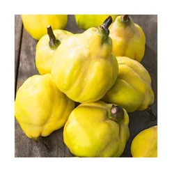 Cognassier Geant De Vranja. Le pot de 12 litres, forme gobelet