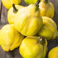 Cognassier Vranja Bio. Le pot de 12 litres