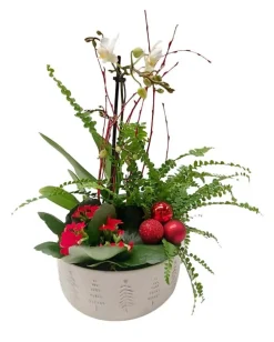 Composition 3 plantes avec phalaenopsis Ø 16/18 cm