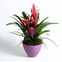 Composition de 3 broméliacées