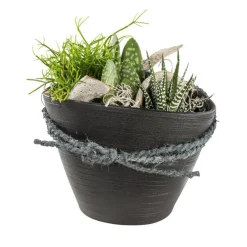 Composition de plantes pour extérieur 20 cm. Le pot en céramique de 14 cm