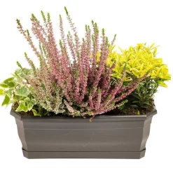 Composition d'exterieur mélange non gelif - La jardinière de 30 cm