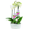 Composition d'orchidée Phalaenopsis en pot céramique blanc
