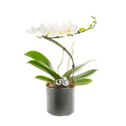 Composition florale blanche. Le pot