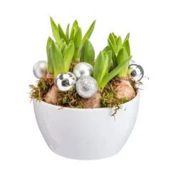 Composition florale de 5 jacinthes coloris blanc