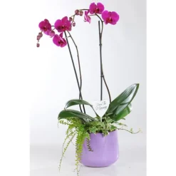 Composition phalaenopsis. Le pot de 15 cm