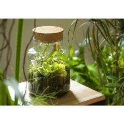 Composition verrerie 3 plantes carnivores