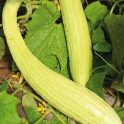 Concombre Arménien Bio. Le pot de 9x9 cm