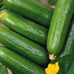 Concombre Long Et Lisse Rollinson'S Telegraph Bio. La barquette de 3 plants