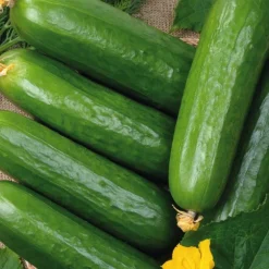 Concombre Long Et Lisse Rollinson'S Telegraph Bio. Le pot de 10,5 cm