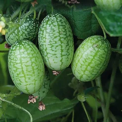 Concombre Nain Mexicain Zehnaria Scabra Bio. Le pot de 9x9 cm