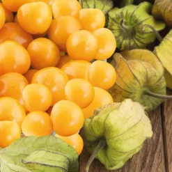 Coqueret Du Perou Bio. Le pot de 10,5 cm