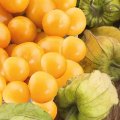 Coquerêt du Pérou à fruits jaunes Bio - Le pot recyclé de 2.5 litres