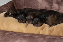 Corbeille pour chien marron Kensington Scruffs – Taille XL