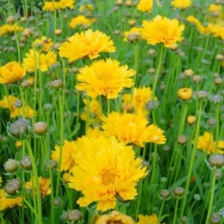 Coreopsis Grandiflora Solanna jaune double - Le pot de 9 x9 cm