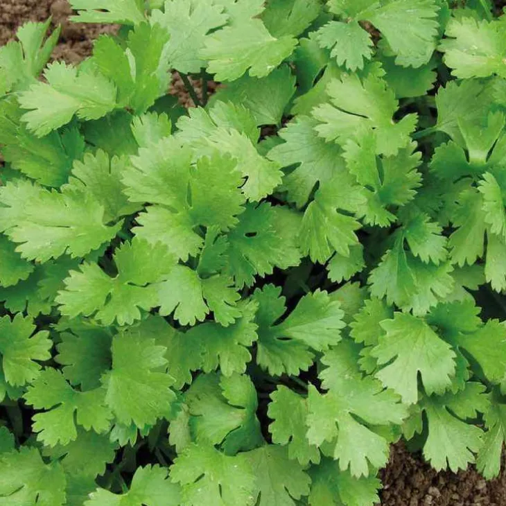 Coriandre Bio. Le pot de 1 litre