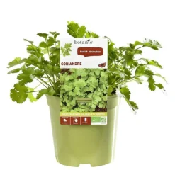 Coriandre Bio. Le pot de 1 litre