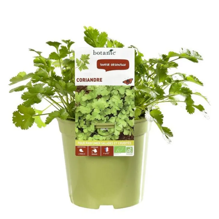Coriandre Bio. Le pot de 1 litre