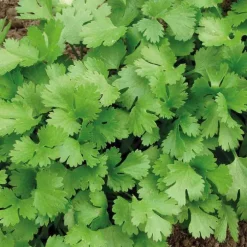 Coriandre Bio. Le pot de 2,5 litres